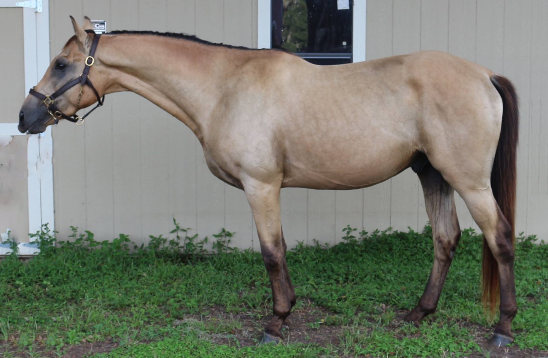 Buckskin Thoroughbred